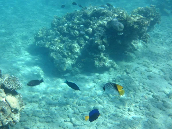 Подводная Фотография Коралловый Риф Рыбой Красном Море Риф Биогеологическая Структура — стоковое фото