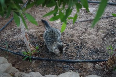 Gri benekli, pürüzsüz saçlı bir kedi bahçedeki sulama sistemi hortumuyla oynuyor. Dahab, Güney Sina Valiliği, Mısır  
