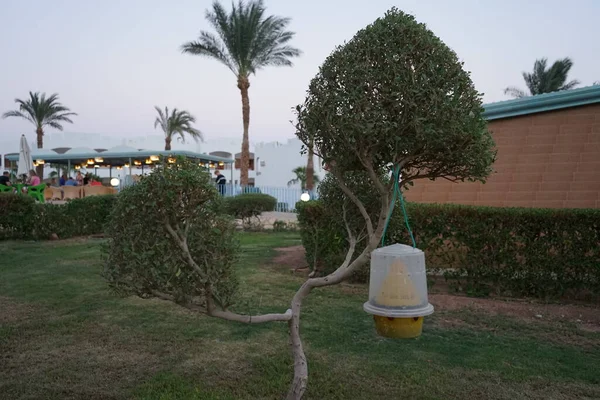 Einem Kleinen Beschnittenen Baum Garten Des Hotels Hängt Ein Fliegenfänger — Stockfoto
