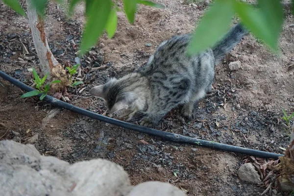 고양이와 정원에 호스가 이집트의 시나이 — 스톡 사진