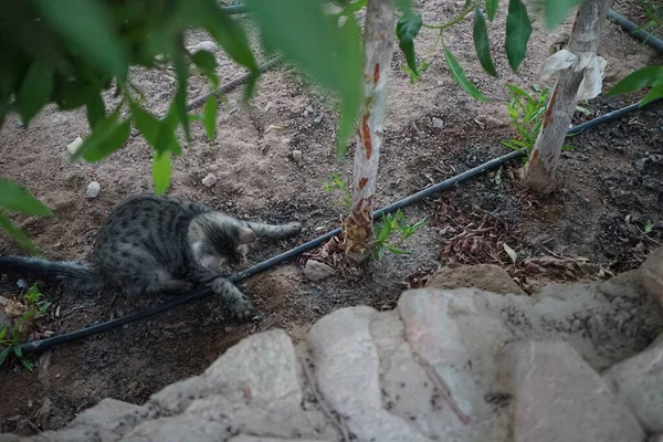 Eine Grauhaarige Katze Mit Schwarzen Flecken Spielt Mit Einem Bewässerungsschlauch — Stockfoto