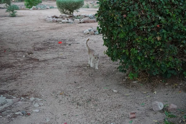 Rode Gladde Kat Het Park Dahab Gouvernement Zuid Sinaï Egypte — Stockfoto