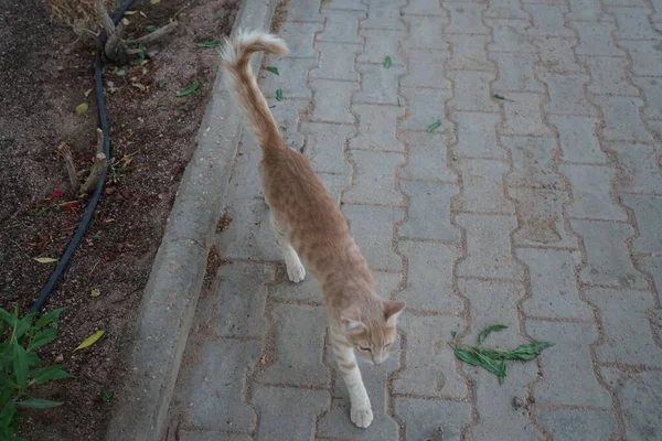公園内の赤い滑らかな毛の猫 エジプト南シナイ県ダハブ — ストック写真
