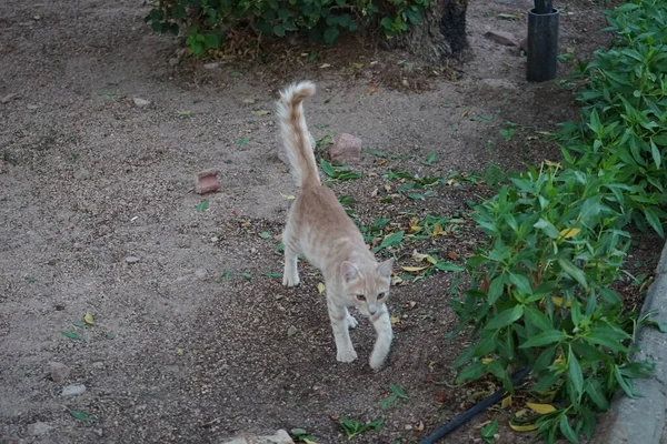 Parktaki Kızıl Pürüzsüz Saçlı Kedi Dahab Güney Sina Valiliği Mısır — Stok fotoğraf