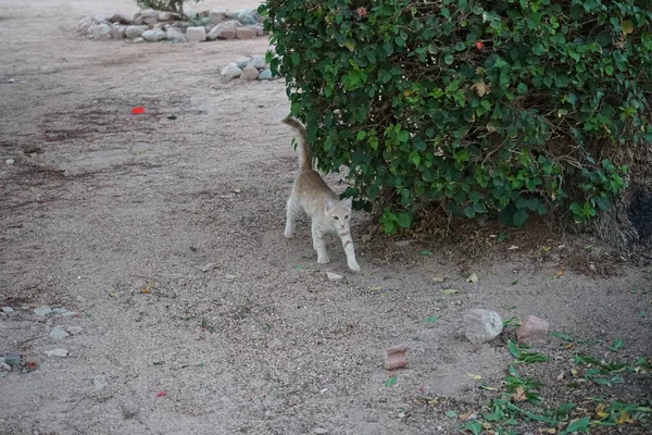 Червоний Гладенький Кіт Парку Дахаб Провінція Південна Сінай Єгипет — стокове фото