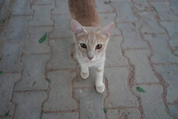 Röd Släthårig Katt Parken Dahab Södra Sinai Governorate Egypten — Stockfoto