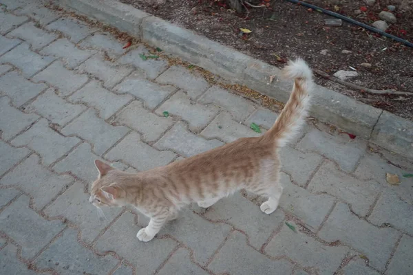 Parktaki Kızıl Pürüzsüz Saçlı Kedi Dahab Güney Sina Valiliği Mısır — Stok fotoğraf