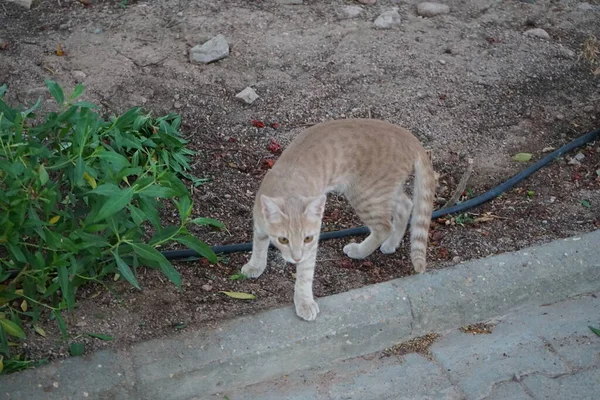 Rode Gladde Kat Het Park Dahab Gouvernement Zuid Sinaï Egypte — Stockfoto