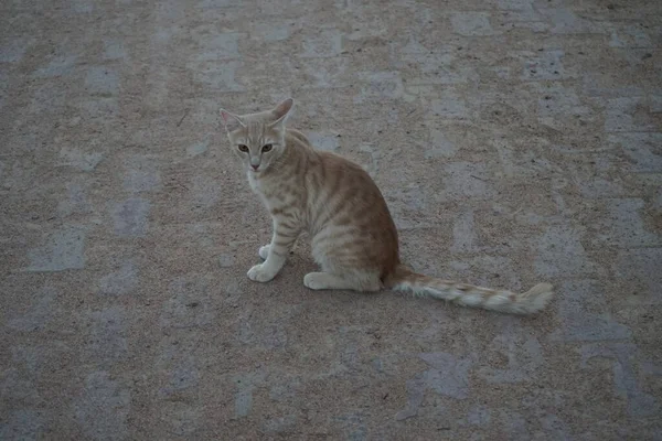 Gato Pelo Liso Rojo Parque Dahab Provincia Del Sinaí Meridional — Foto de Stock