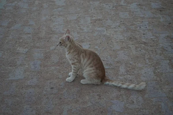 Gato Ruivo Pêlo Liso Parque Dahab Sul Sinai Governorate Egito — Fotografia de Stock