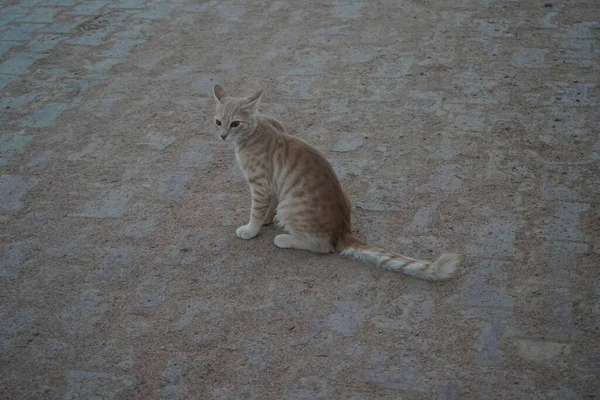 공원에 고양이 이집트의 시나이 — 스톡 사진