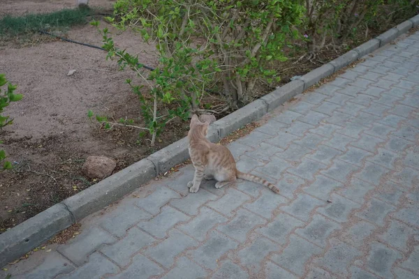 公园里的红毛猫 Dahab South Sinai Province Egypt — 图库照片