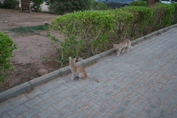 Rothaarige Katzen Park Dahab South Sinai Governorate Ägypten — Stockfoto