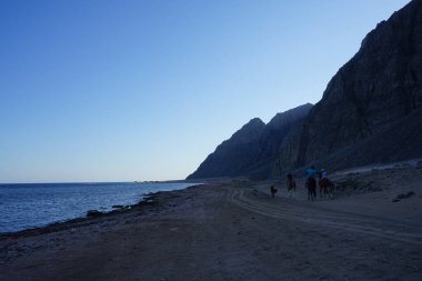 Akabe Körfezi 'nde Kızıl Deniz kıyısı boyunca at sürüyor. At, Equus ferus caballus, tek parmaklı evcil bir toynaklı memelidir. Dahab, Güney Sina Valiliği, Mısır