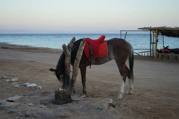 Кінь Червоним Сідлом Кінь Equus Ferus Caballus Одомашненим Одноногим Копитним — стокове фото