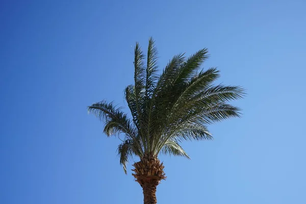 Palme Gegen Den Himmel Phoenix Dactylifera Dattel Oder Dattelpalme Ist — Stockfoto