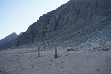 Akabe Körfezi 'ndeki Kızıldeniz kıyısında palmiye ağaçları. Dahab, Güney Sina Valiliği, Mısır