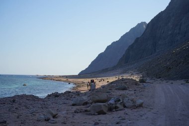 Turistler Akabe Körfezi 'nde Kızıldeniz kıyısı boyunca develere biniyorlar. Dahab, Güney Sina Valiliği, Mısır 