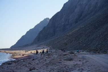 Turistler Akabe Körfezi 'nde Kızıldeniz kıyısı boyunca develere biniyorlar. Dahab, Güney Sina Valiliği, Mısır 