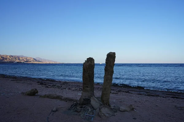 アカバ湾の紅海沿岸にあるヤシの木の切り株 エジプト南シナイ県ダハブ — ストック写真