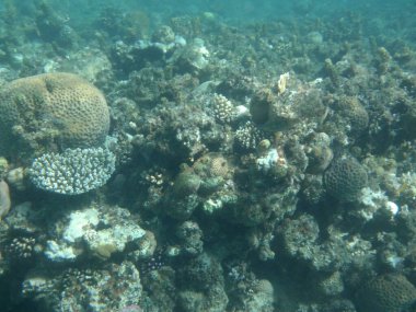 Su altı fotoğrafçılığı. Kızıl Deniz 'de balıklı mercan kayalıkları. Resif, canlı organizmalar tarafından oluşturulan biyojeolojik bir yapıdır. Dahab, Güney Sina Valiliği, Mısır  