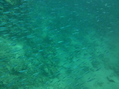 Su altı fotoğrafçılığı. Kızıl Deniz 'de balıklı mercan kayalıkları. Resif, canlı organizmalar tarafından oluşturulan biyojeolojik bir yapıdır. Dahab, Güney Sina Valiliği, Mısır  
