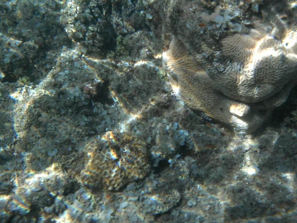 Fotografía Submarina Arrecife Coral Con Peces Mar Rojo Arrecife Una — Foto de Stock