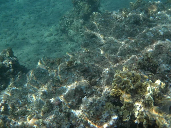 Podvodní Fotografie Korálový Útes Rybami Rudém Moři Útes Biogeologická Struktura — Stock fotografie