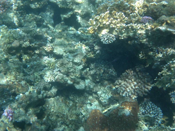 Fotografía Submarina Arrecife Coral Con Peces Mar Rojo Arrecife Una — Foto de Stock
