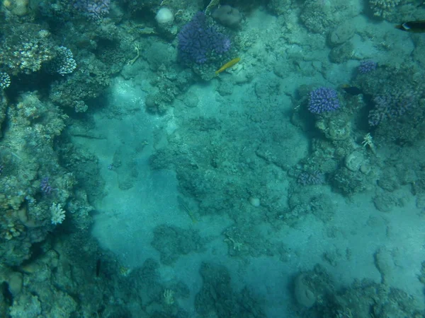 水中写真 紅海の魚とサンゴのサンゴ礁 サンゴ礁は生物によって形成される生物学的構造である エジプト南シナイ県ダハブ — ストック写真