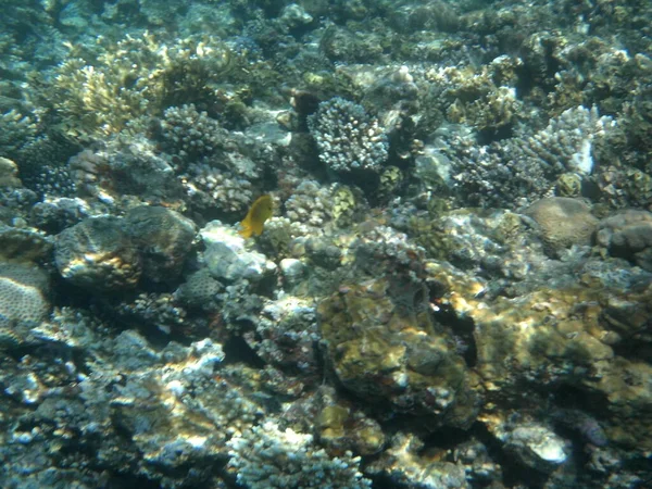 Photographie Sous Marine Récif Corallien Avec Des Poissons Dans Mer — Photo