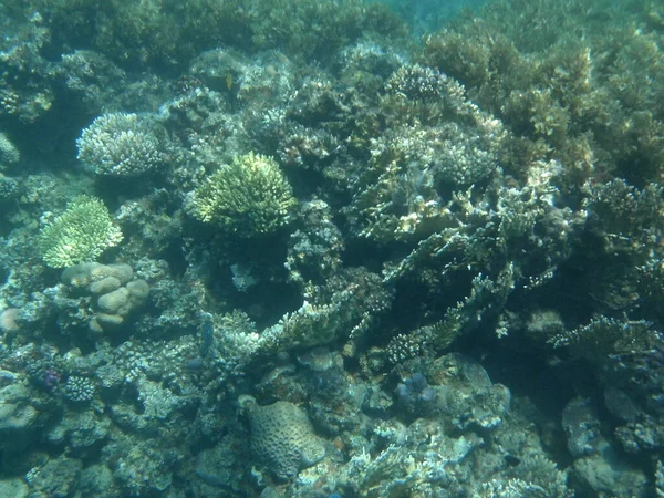 Su altı fotoğrafçılığı. Kızıl Deniz 'de balıklı mercan kayalıkları. Resif, canlı organizmalar tarafından oluşturulan biyojeolojik bir yapıdır. Dahab, Güney Sina Valiliği, Mısır  