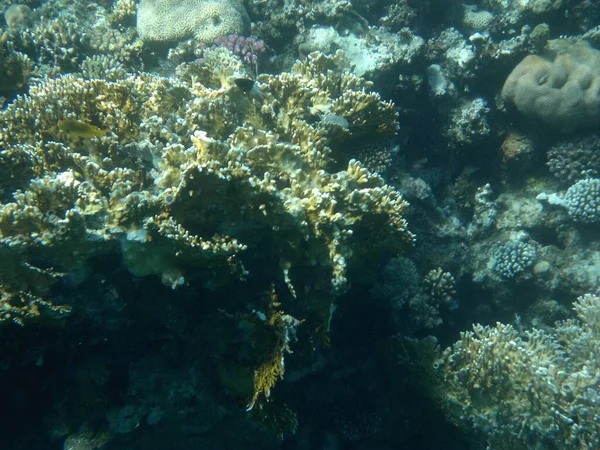 Podwodne Zdjęcia Rafa Koralowa Rybami Morzu Czerwonym Rafa Jest Strukturą — Zdjęcie stockowe