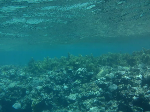 Fotografía Submarina Arrecife Coral Con Peces Mar Rojo Arrecife Una — Foto de Stock