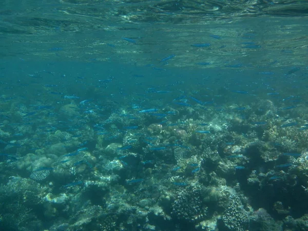 Onderwaterfotografie Koraalrif Met Vis Rode Zee Een Rif Een Biogeologische — Stockfoto