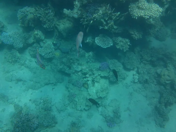 Fotografía Submarina Arrecife Coral Con Peces Mar Rojo Arrecife Una —  Fotos de Stock