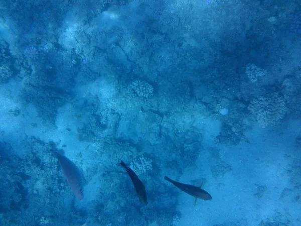 Fotografía Submarina Arrecife Coral Con Peces Mar Rojo Arrecife Una —  Fotos de Stock