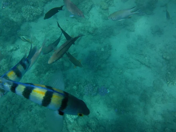 水中写真 紅海の魚とサンゴのサンゴ礁 サンゴ礁は生物によって形成される生物学的構造である エジプト南シナイ県ダハブ — ストック写真