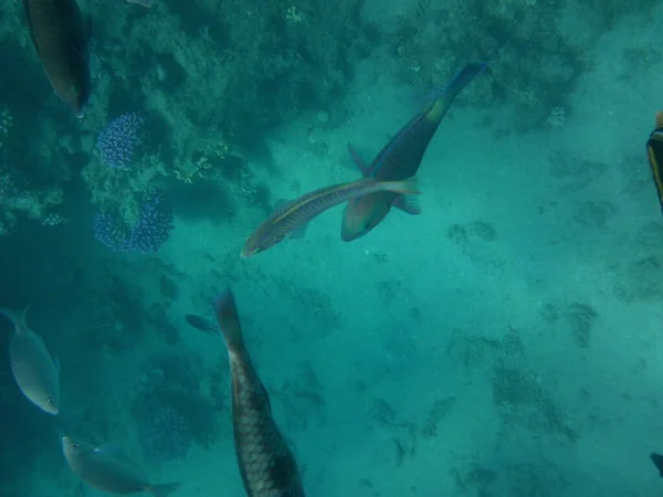 水中写真 紅海の魚とサンゴのサンゴ礁 サンゴ礁は生物によって形成される生物学的構造である エジプト南シナイ県ダハブ — ストック写真