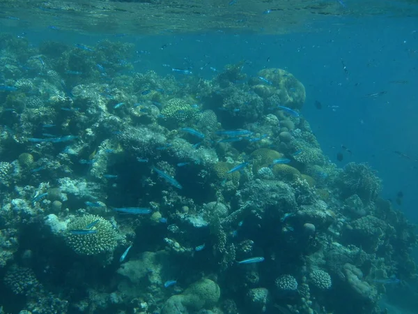 Fotografia Subaquática Recife Coral Com Peixes Mar Vermelho Recife Uma — Fotografia de Stock