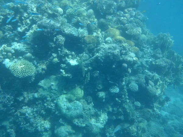 Undervattensfotografering Korallrev Med Fisk Röda Havet Ett Rev Biogeologisk Struktur — Stockfoto