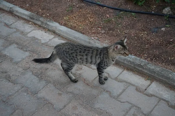 Gray Cat Walks Park Dahab South Sinai Governorate Egypt — Stock Photo, Image