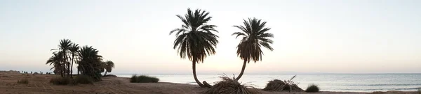 Panorama Fotografico Palme Dattero Sullo Sfondo Dell Alba Sul Mar — Foto Stock