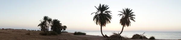 パノラマ写真 アカバ湾の紅海での日の出を背景にヤシの木を日付 エジプト南シナイ県ダハブ — ストック写真