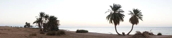 Panorama Photo Palmiers Dattiers Dans Contexte Lever Soleil Sur Mer — Photo