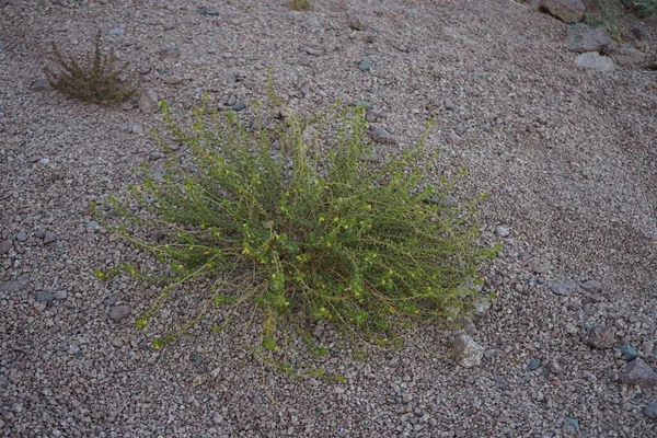 Cleome Chrysantha Una Rara Perenne Dei Deserti Estremi Dell Egitto — Foto Stock