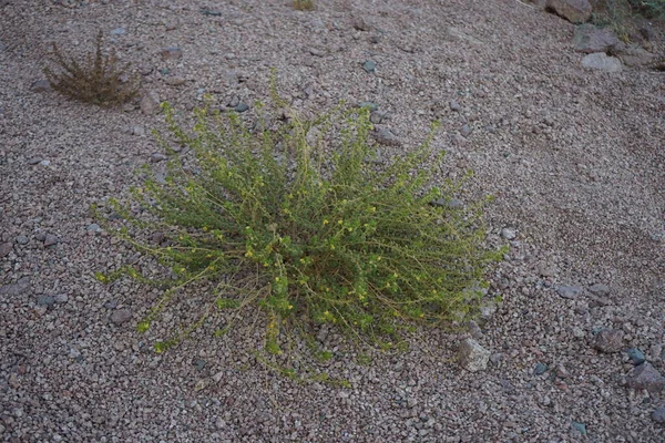 Cleome Chrysantha Rare Perennial Extreme Deserts Egypt Cleome Chrysantha Belongs — 스톡 사진