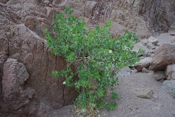 stock image Capparis spinosa, syn. the caper bush, Flinders rose, is a perennial plant that bears rounded, fleshy leaves and large white to pinkish-white flowers. The plant is known for the edible flower buds and the fruit. Dahab, South Sinai Governorate, Egypt