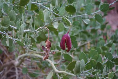 Capparis spinosa, syn. Kapari çalısı, Flinders gülü, yuvarlak, etli yapraklar ve pembemsi beyaz çiçekler taşıyan uzun ömürlü bir bitkidir. Bitki yenilebilir çiçek tomurcukları ve meyveleriyle bilinir. Dahab, Güney Sina Valiliği, Mısır