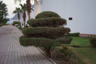 Topiary, otelin yakınındaki tatil köyünde güzel kesilmiş bir çalı. Dahab, Güney Sina Valiliği, Mısır